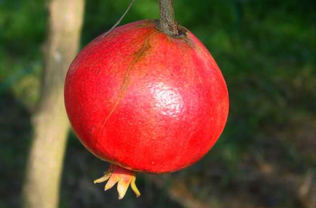 Il melograno: un frutto dell''autunno